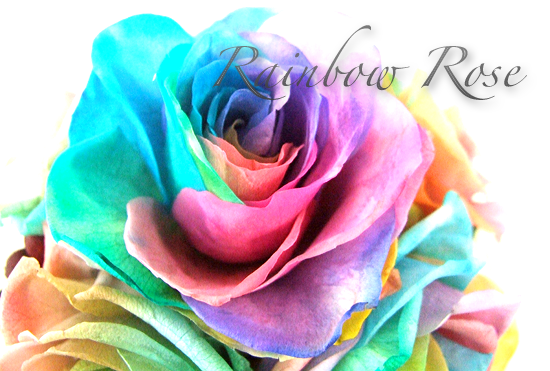 Rainbow rose