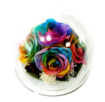 Rainbow rose