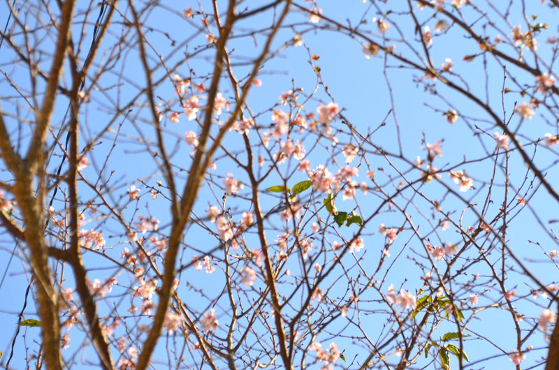 桜