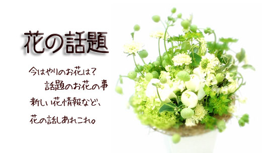 花の話題