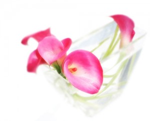 callapink2