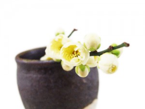 shiraume-1 白梅