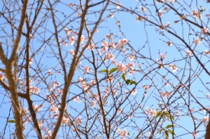 sakura2
